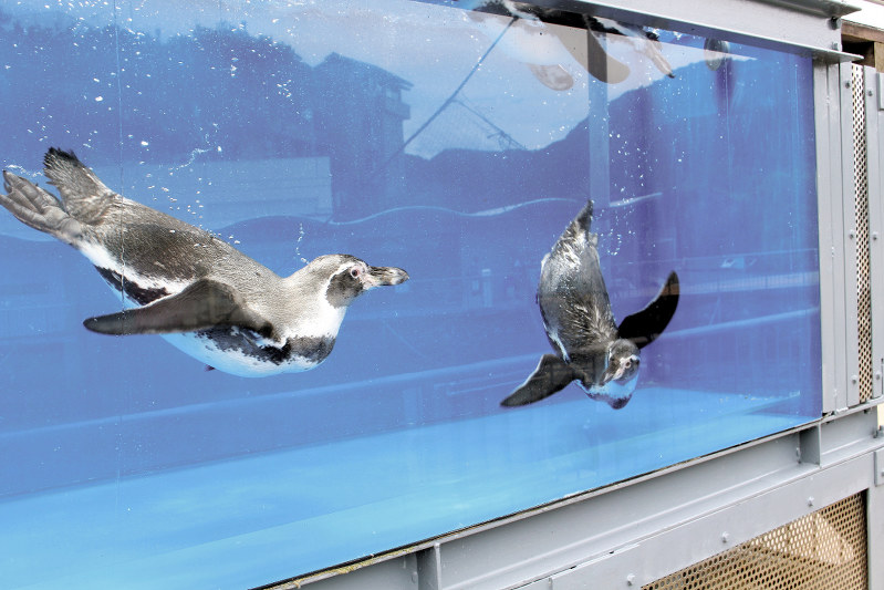 27日にオープンする「ペンパラ」内の水槽で泳ぐフンボルトペンギン=静岡県沼津市内浦長浜の伊豆・三津シーパラダイスで
