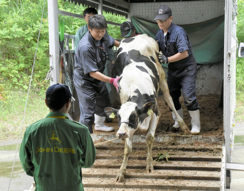 牛をトラックから牛舎へ誘導する関係者ら=福島県飯舘村草野で2019年7月16日、磯貝映奈撮影