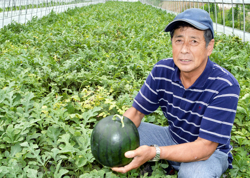 収穫した黒こだますいかを手にする大塚一夫さん=茨城県桜川市で