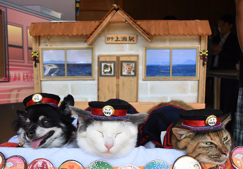 (左から)犬のリセ駅長、猫のカンナとトラ両福駅長=愛媛県伊予市双海町のJR伊予上灘駅で、中川祐一撮影