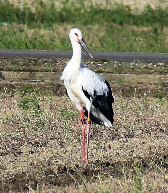 近くの休耕田に降り立ったコウノトリのヒナ=日本野鳥の会福井県撮影