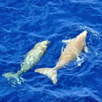 沖縄近海を泳ぐジュゴン。親子とみられる＝環境省提供