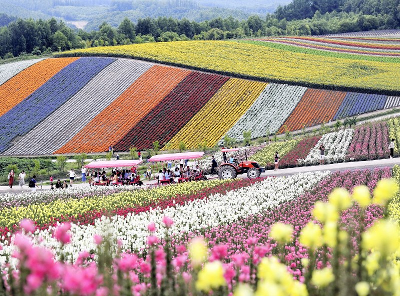 色とりどりの花が咲き誇る「展望花畑 四季彩の丘」の花畑=北海道美瑛町で2019年7月29日、竹内幹撮影