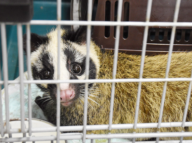 警察署で保護されたハクビシンとみられる小動物=松山市勝山町2の松山東署で、中川祐一撮影