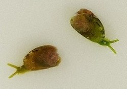 山口県の萩・見島で確認されたユリヤガイの生体=萩博物館提供