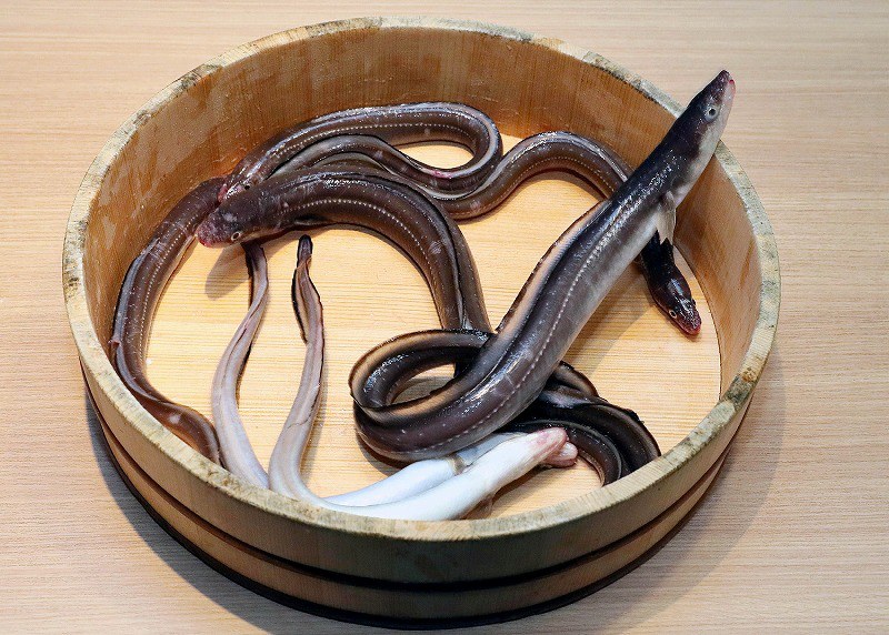 美食地質学入門 第１７講 アナゴ 南の海から進化の旅路 毎日新聞