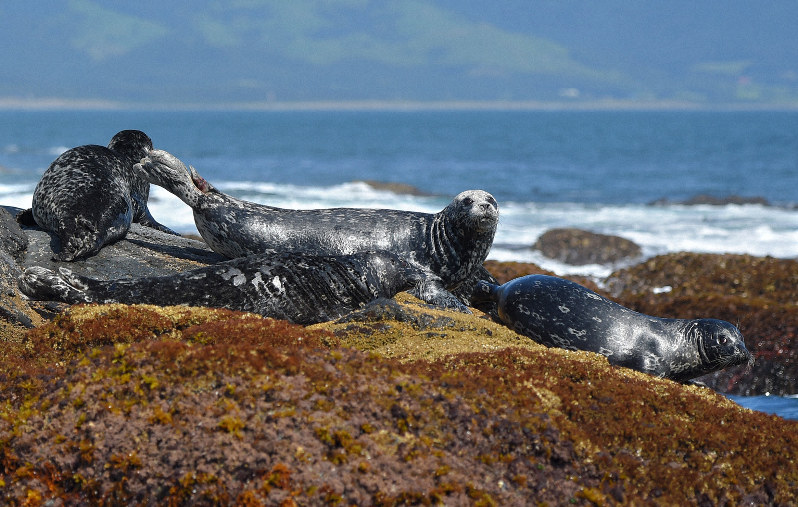 Japan's largest colony of harbor seals popular with tourists in