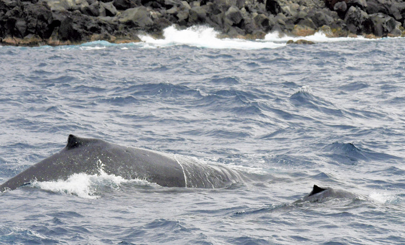 八丈島周辺で、並んで泳ぐザトウクジラの親子。背びれの様子から、右側が子クジラと分かる=東京都八丈町・東京海洋大提供