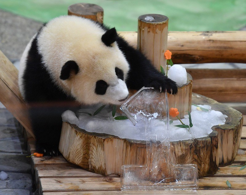 パンダ彩浜１歳の誕生日 竹製のブランコ プレゼント 和歌山 白浜 写真特集5 9 毎日新聞