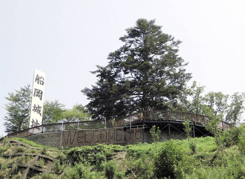 1本だけ生えるモミの木は、船岡城址の目印となっている=2019年8月3日、広瀬登撮影