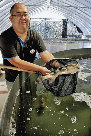 温泉で養殖されたトラフグ=栃木県那須烏山市の夢創造で