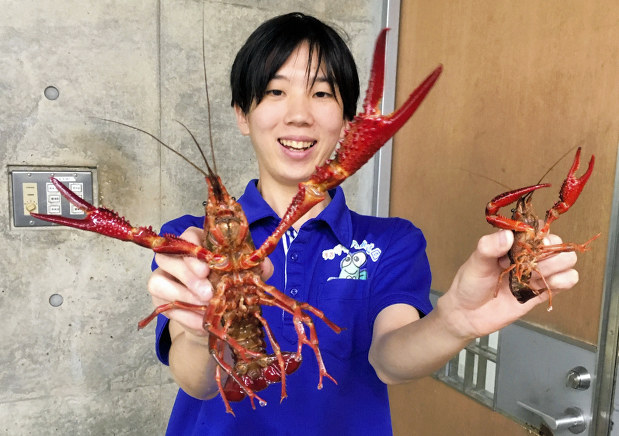 大アカザエビ　ウチダザリガニ 標本3体　ドイツ箱入り ザリガニ釣り】謎の巨大ザリガニが爆釣！！【ウチダザリガニ】 Signal