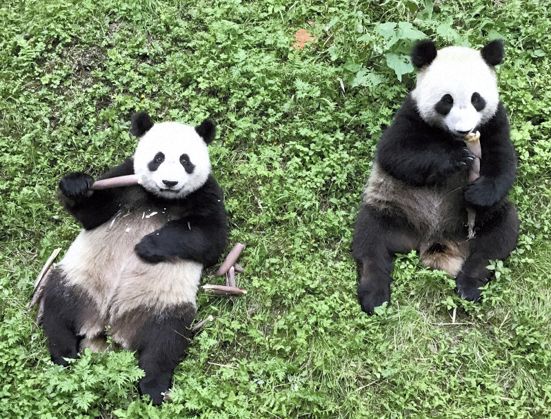 パンダ誘致、秋田市が本腰 来園50万人増、経済効果48億円試算 | 毎日新聞