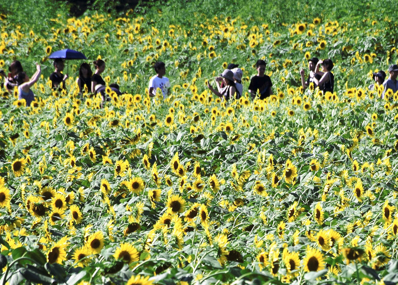 ひまわり 夏色満開 矢巾町で見ごろ 岩手 毎日新聞 ひまわり 夏色満開 矢巾町で見ごろ 岩手 毎日新聞