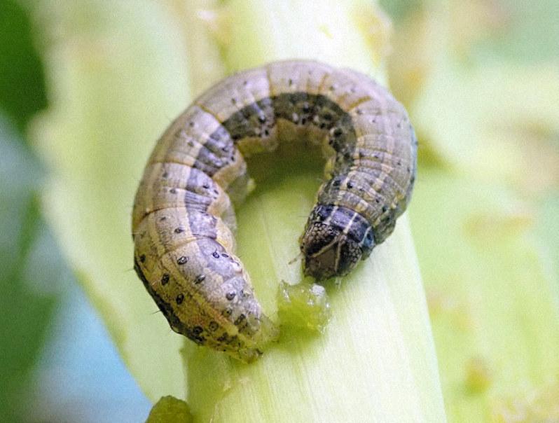 害虫ガ「ツマジロクサヨトウ」幼虫、茨城と高知でも確認 [写真特集2/2