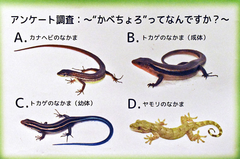 かべちょろ」の正体とは一体何か 謎探る初の調査へ 北九州市博物館 