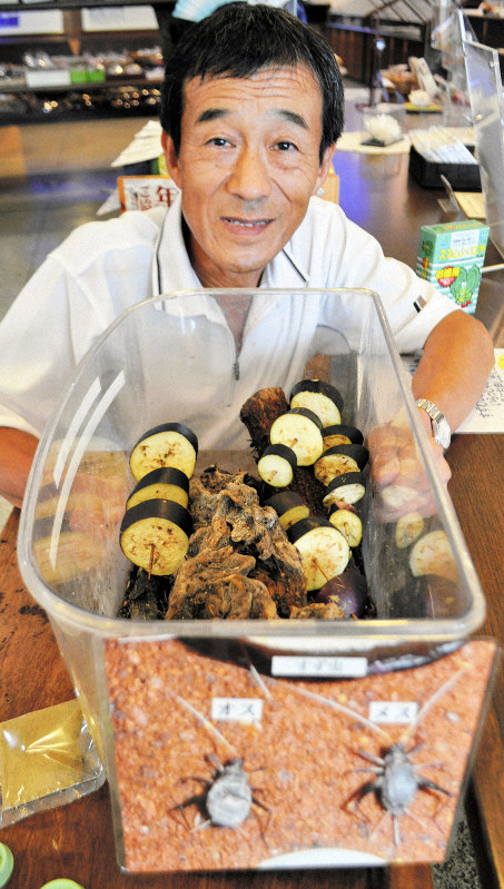 自宅で飼育したスズムシを無料配布する桂田さん=高島市今津町の琵琶湖周航の歌資料館で2019年8月20日午後2時6分、塚原和俊撮影