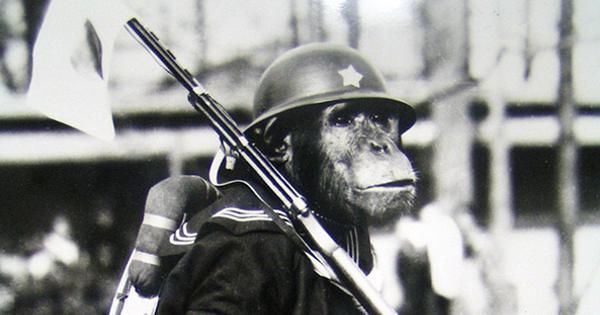 現場から 戦争は動物も殺す チンパンジーに軍服 ２６頭を処分 天王寺動物園で企画展 大阪 毎日新聞