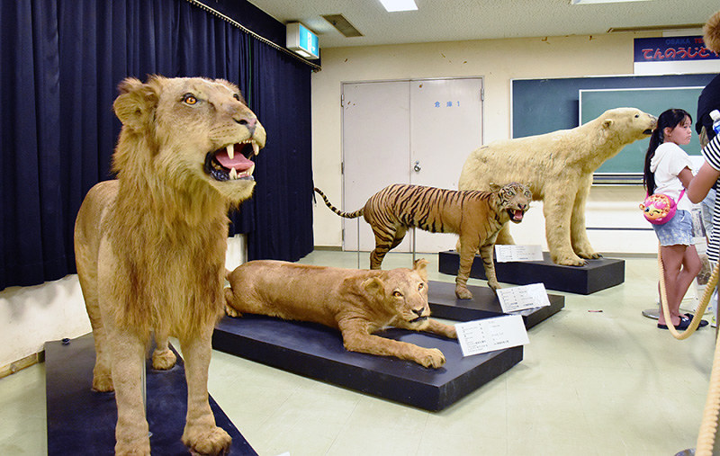現場から 戦争は動物も殺す チンパンジーに軍服 ２６頭を処分 天王寺動物園で企画展 大阪 毎日新聞