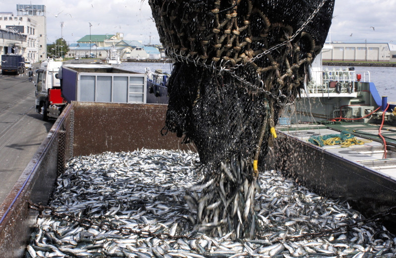 北海道ローカルグルメ 釧路 いわしのほっかぶりずし 豊漁が人気を後押し 北海道 毎日新聞