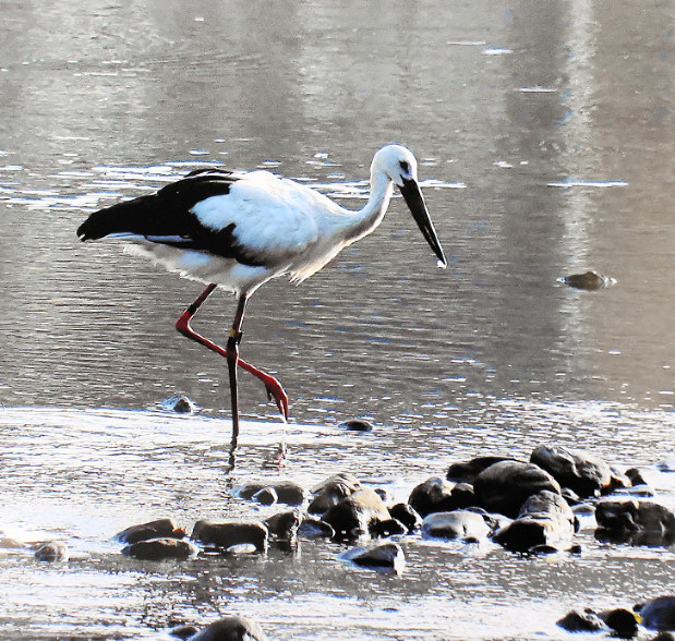 山梨県上野原市の桂川に飛来したコウノトリ=13日、行田敏雄さん撮影