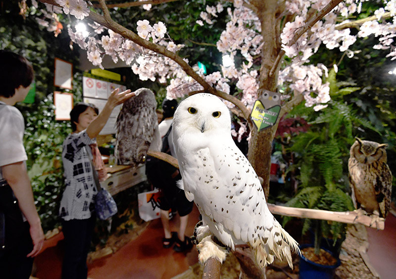 さまざまな種類のフクロウと触れ合える「京都のフクロウの森」=京都市中京区で、川平愛撮影