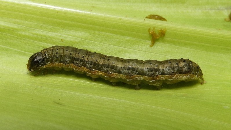 7月国内初確認の病害虫ツマジロクサヨトウ、愛媛でも | 毎日新聞 7月国内初確認の病害虫ツマジロクサヨトウ、愛媛でも | 毎日新聞