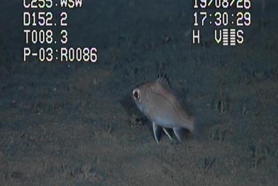 ノドグロ を地域名産に 新潟県立海洋高 アカムツの人工授精 ふ化に成功 高校では全国初 毎日新聞