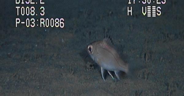 高級魚ノドグロ 海底泳ぐ姿をパチリ 国内で初 新潟の水族館 毎日新聞