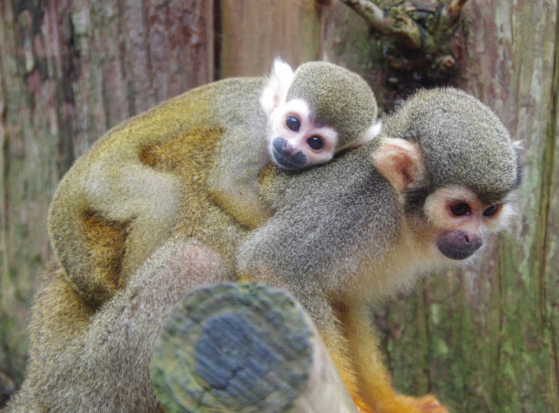 コモンリスザルとアメリカビーバー 森きららで赤ちゃん誕生 長崎 毎日新聞