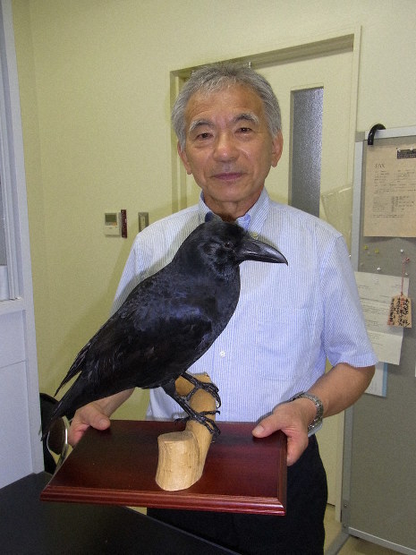 パパがカラスにおそわれた！ どう身を守る？ 「カラス博士」に聞く