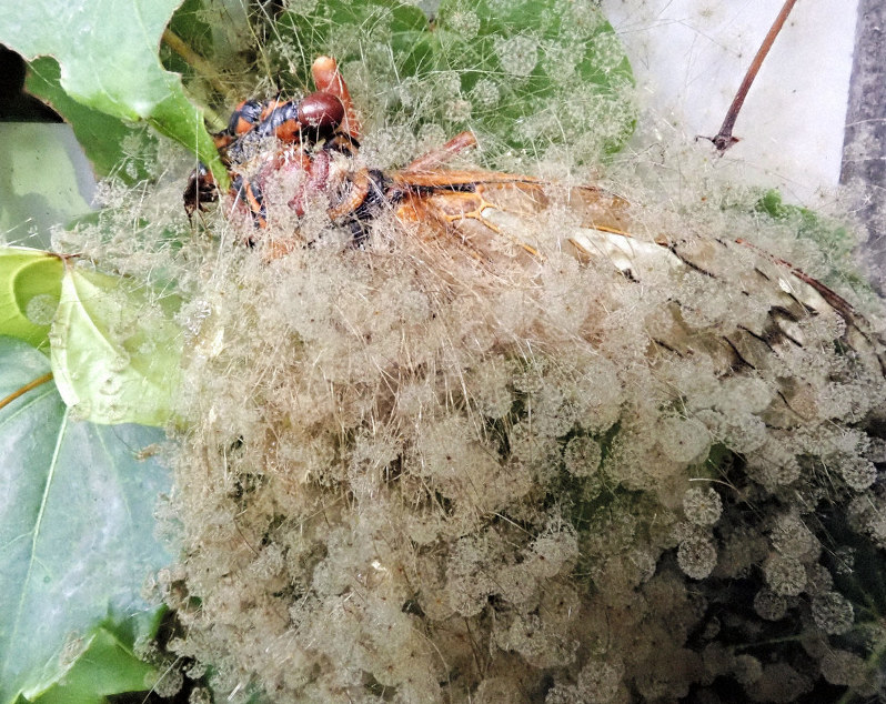 セミの体にタマゴかな 花かな 小2の好奇心 珍種カビ発見 新潟 十日町 毎日新聞