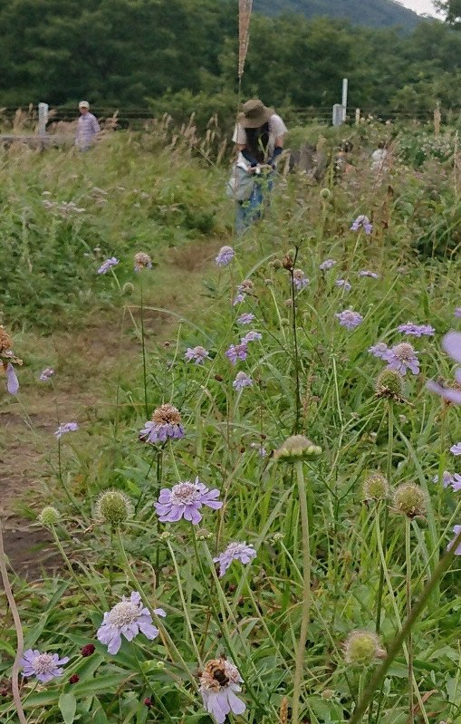 榛名湖満喫 マツムシソウ かれんに咲く 沼ノ原で見ごろ 群馬 毎日新聞