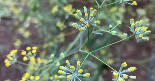 ミシマサイコを知って 相模原で絶滅 セリ科の多年草 光明学園相模原高の文化祭で研究発表 神奈川 毎日新聞