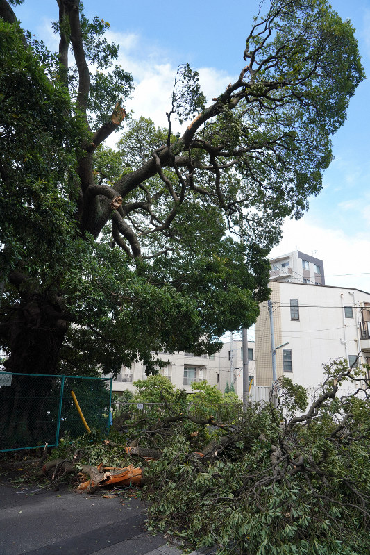 台風15号の強風で、樹齢300年の「区指定天然記念物」タブノキが