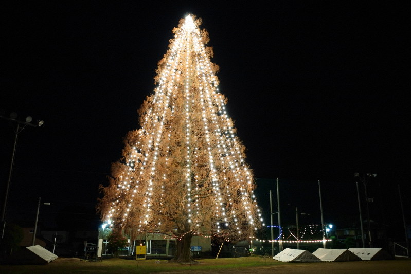 めざせ!ツリーでギネス 小学校の大木に5万枚カード作戦 | 毎日新聞
