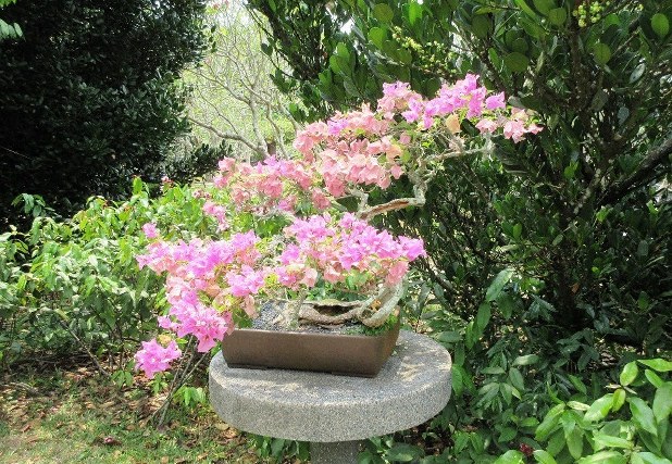 シンガポールの世界遺産「植物園」真夜中に走れる魅力 | 藻谷浩介の