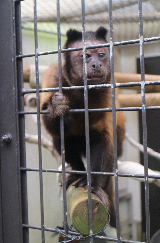 フサオマキザルの「マキ」=山口県宇部市のときわ動物園で