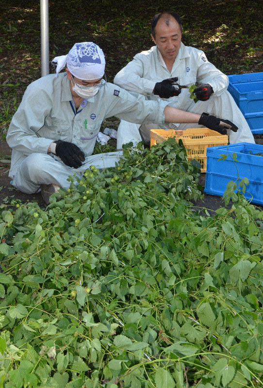 黄緑色のホップの毬花(まりばな)をはさみで切って収穫する職員=茨城県守谷市大柏で会見した渡部勇次・水戸地裁所長=水戸市大町1で