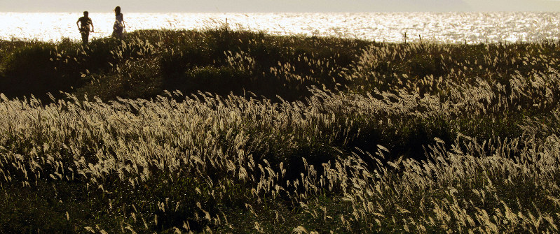 ススキ黄金色に輝く 北海道 石狩で見ごろ 毎日新聞