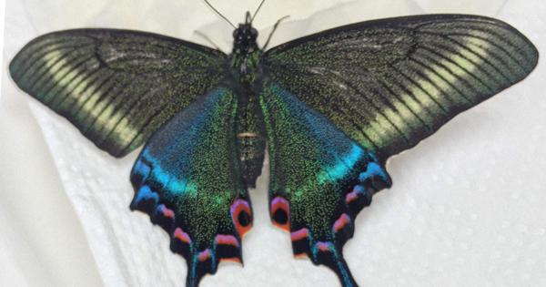 羽の美しさが人気 ミヤマカラスアゲハが圧勝 六甲山のチョウ 総選挙 毎日新聞