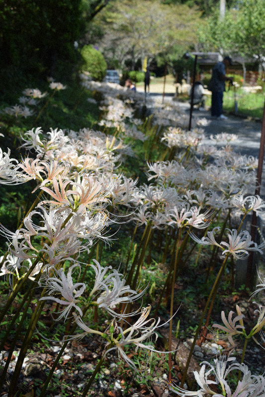 白い彼岸花見ごろ 21 22日まつり 築上 正光寺 福岡 毎日新聞 白い彼岸花見ごろ 21 22日まつり 築上 正光寺 福岡 毎日新聞
