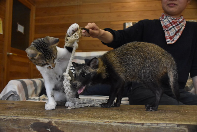 ♪私がママよ」雌猫しろ、タヌキも一緒に子育て 岡山・渋川動物公園
