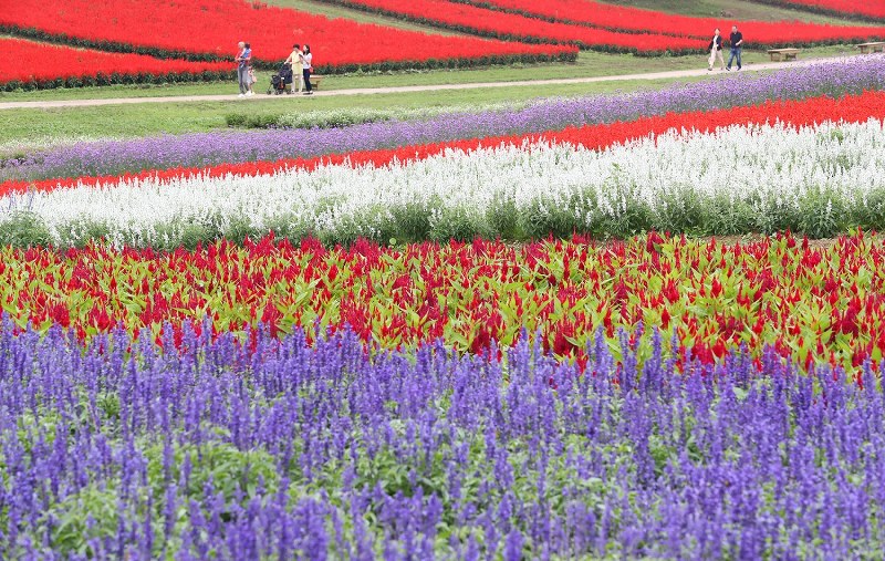 花畑のパレット 宮城 写真特集1 4 毎日新聞