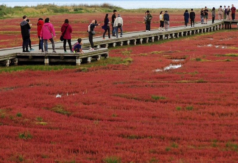 鮮やかな赤色に色づく サンゴ草 網走 能取湖に多くの観光客 写真特集1 5 毎日新聞