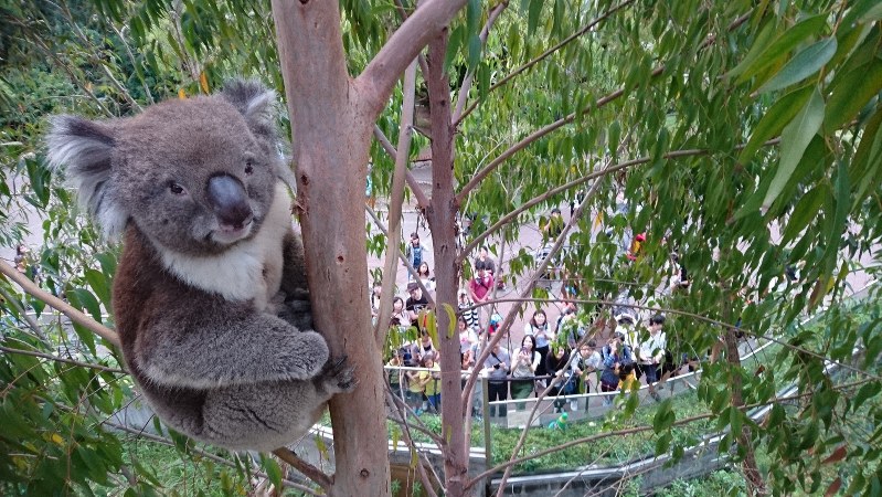 天王寺動物園最後のコアラ、英国へ貸し出し 28日にお別れイベント