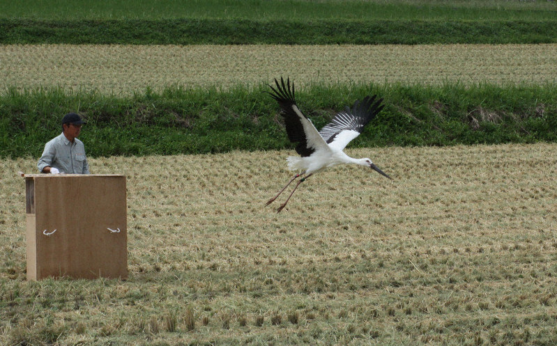 木箱から勢い良く飛び出すコウノトリの幼鳥=兵庫県朝来市山東町で、松田学撮影