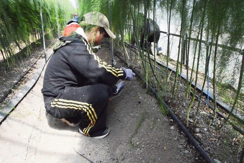除草作業に取り組む施設利用者ら=愛媛県西条市で、花澤葵撮影