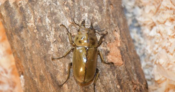 発生する確率4万分の1のクワガタ展示 高知・四万十川学遊館 | 毎日新聞