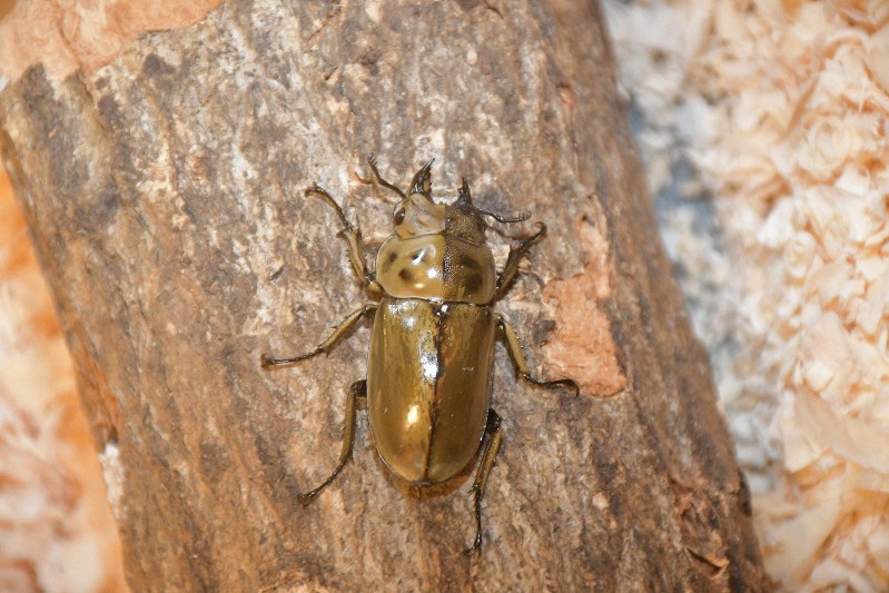 発生する確率4万分の1のクワガタ展示 高知 四万十川学遊館 毎日新聞 発生する確率4万分の1のクワガタ展示 高知 四万十川学遊館 毎日新聞